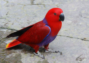 Colorful Bird