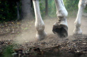 Kicking Dust