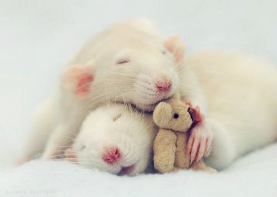 Rat Love