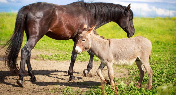 horse vs donkey