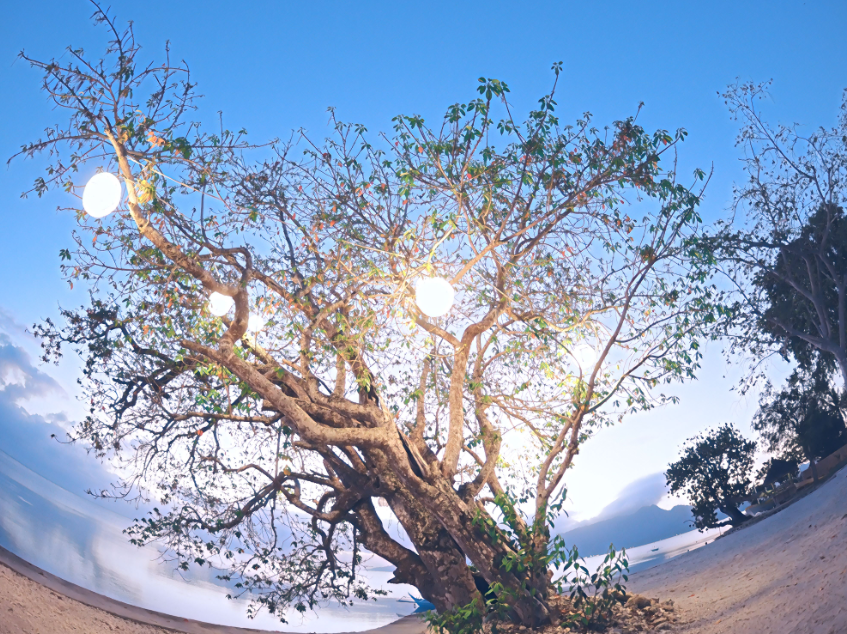 Lighted Tree on a Beach