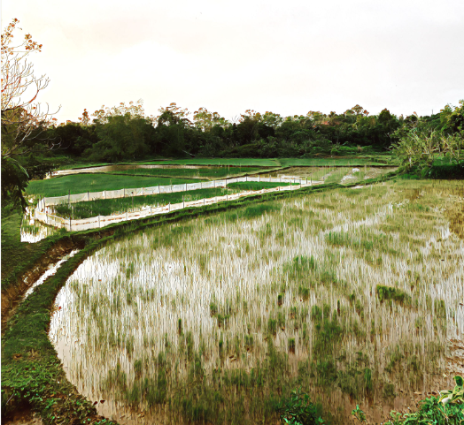 Lonely little plantation